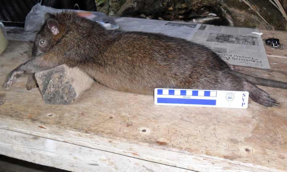 A living species of giant rat caught by local villagers on the eastern Indonesian island Flores.