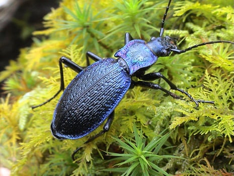 A blue ground beetle.