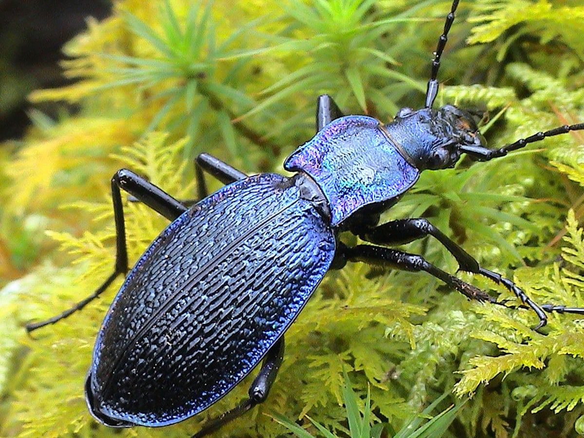 Country Diary Best Look Up If You Want To See A Blue Ground Beetle Insects The Guardian Country Diary Best Look Up If You Want To See A Blue Ground Beetle Insects The Guardian
