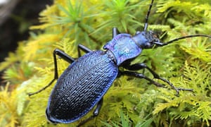 Devon Uk News The Guardian - country diary country diary best look up if you want to see a blue ground beetle
