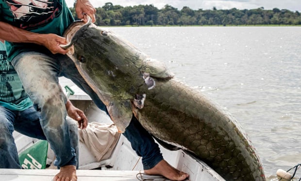 A man pulls a fish as big as him on to a boat