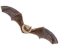 A pipistrelle bat, one of two species found at Joanina Library
