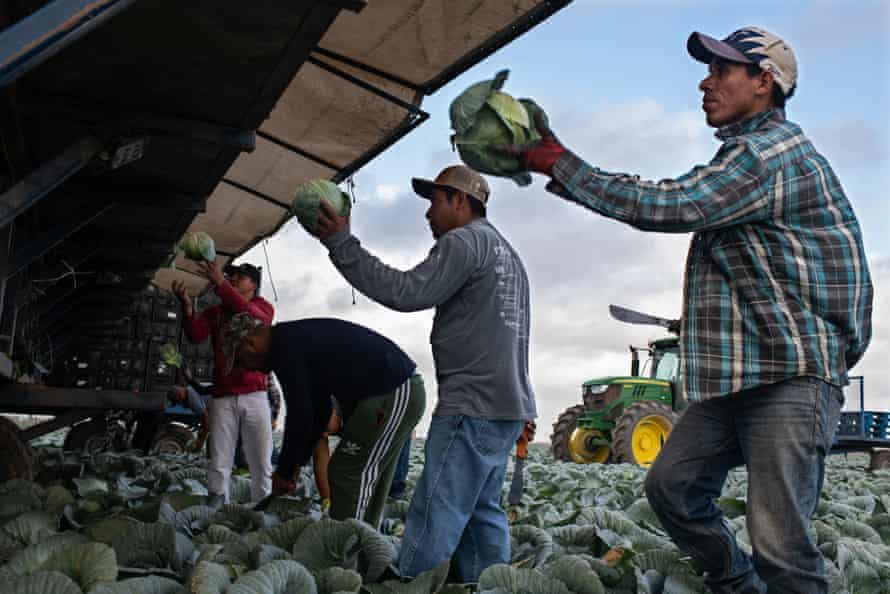 Central American and Mexican migrants work harvesting cabbage in the Rio Grande Valley.