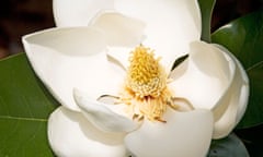 ‘Patience is required with Magnolia grandiflora.’