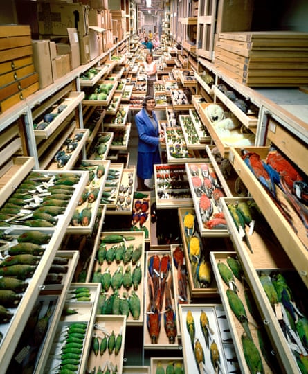 scientists and museum staffers stand in a hall filled with drawers of bird specimens