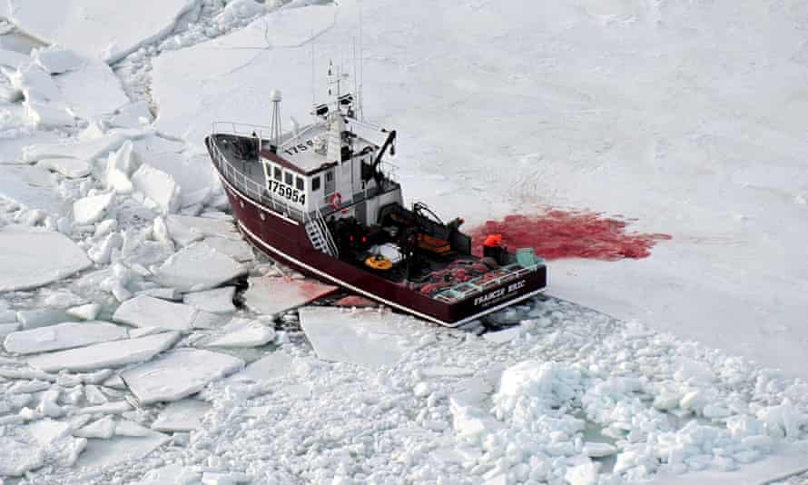 A vessel loaded with seal pelts during the 2009 commercial seal hunt in the Gulf of St Lawrence, Canada.