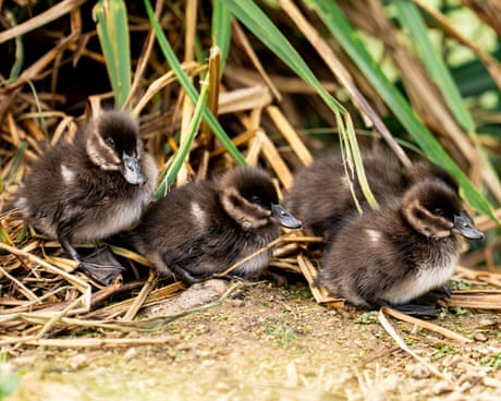 Rare maccoa ducklings hatch at Chester zoo for first time