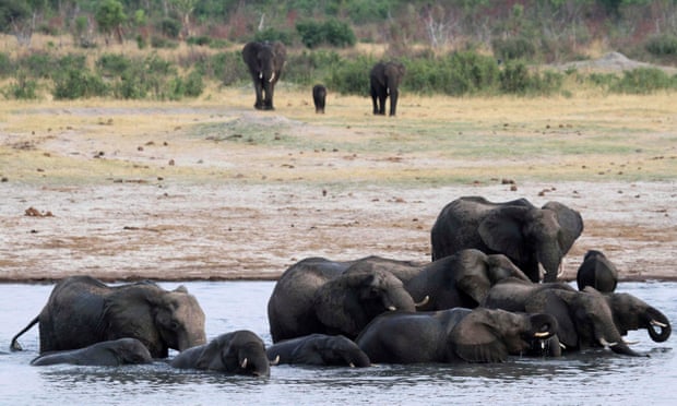 Elephants in Zimbabwe’s Hwange National Park.