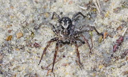 A female great fox-spider