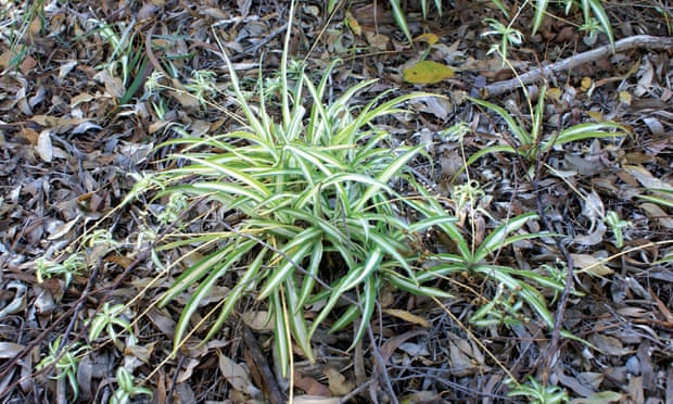 Chlorophytum comosum growing wild in Sydney