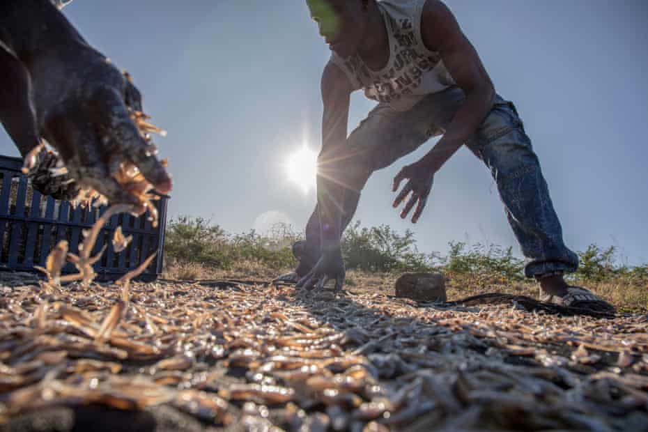 Jimmy lays out kapenta to dry in the sun after a night of fishing on the Zambezi River