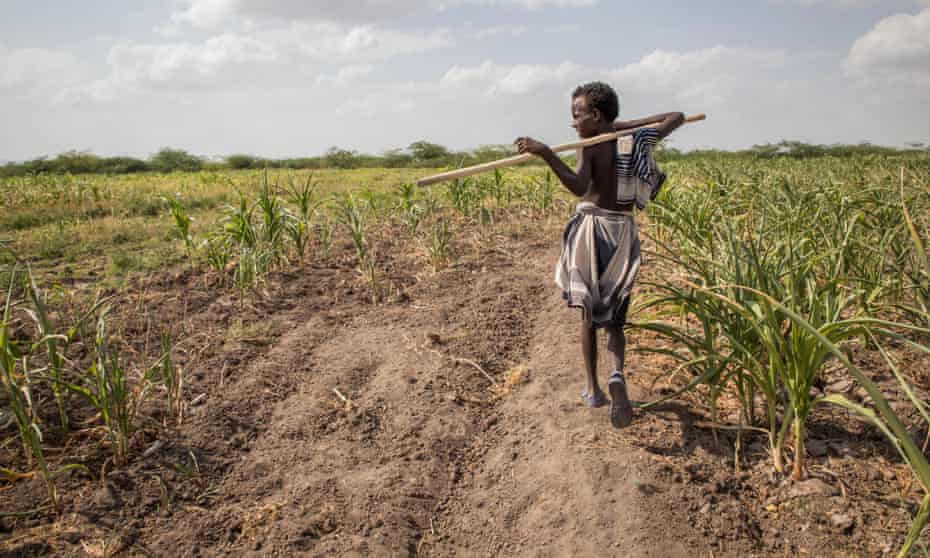 A boy walks among failed crops on farmland in the Magenta area of Afar