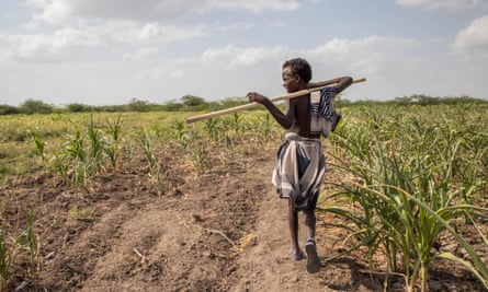 An boy walks through failed crops and farmland in Ethiopia.