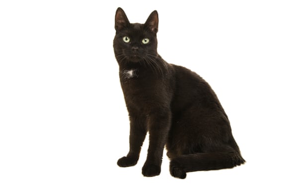 Black cats are seen, rightly or wrongly, as less playful.