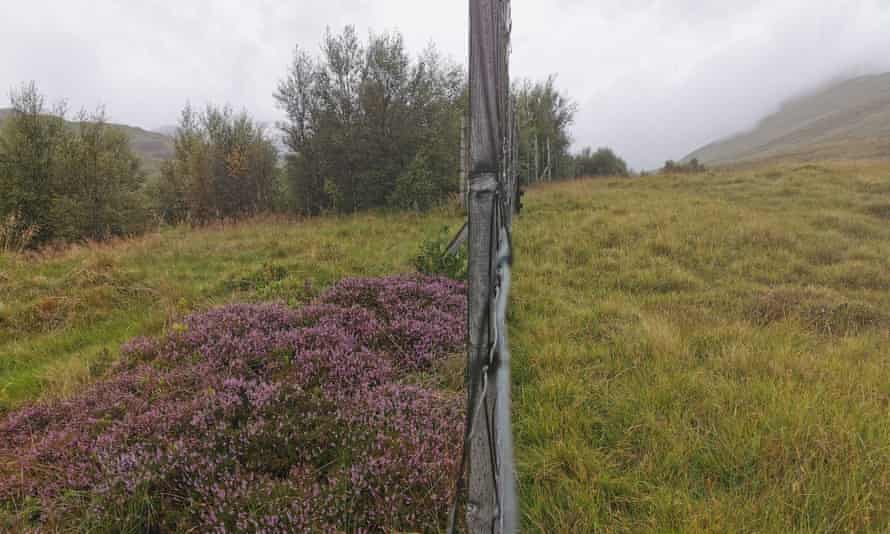 Purple flowers and small trees grown on one side of a fence; only grass on the other side