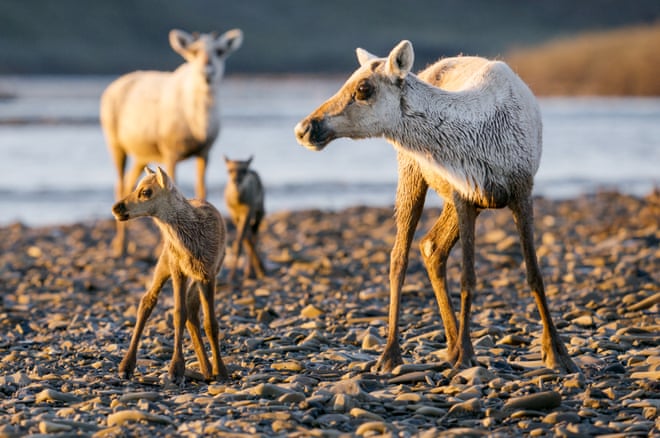 ‘Erasure of years of work’: outcry as White House moves to open Arctic reserve to oil and gas drilling ‘Erasure of years of work’: outcry as White House moves to open Arctic reserve to oil and gas drilling