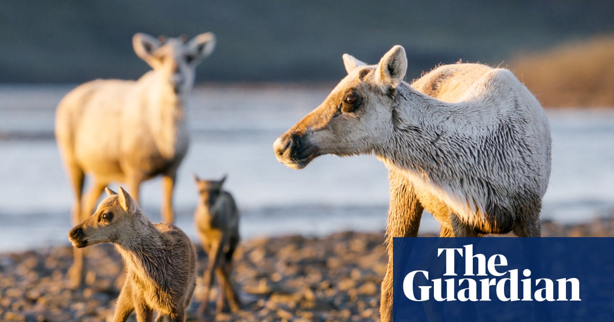 Erasure of years of work': outcry as White House moves to open Arctic reserve to oil and gas drilling