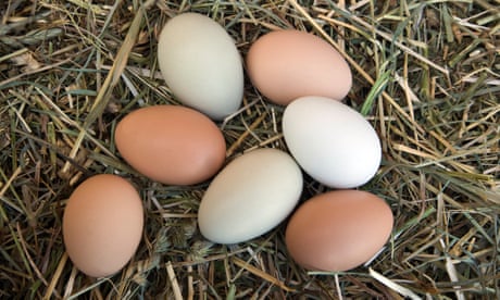 Some eggs on straw