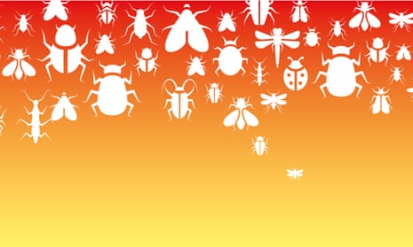 White outlines of insects on a red and yellow gradient background