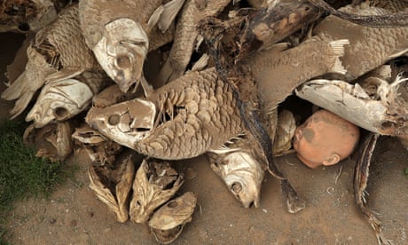 A doll’s head lies among dead fish