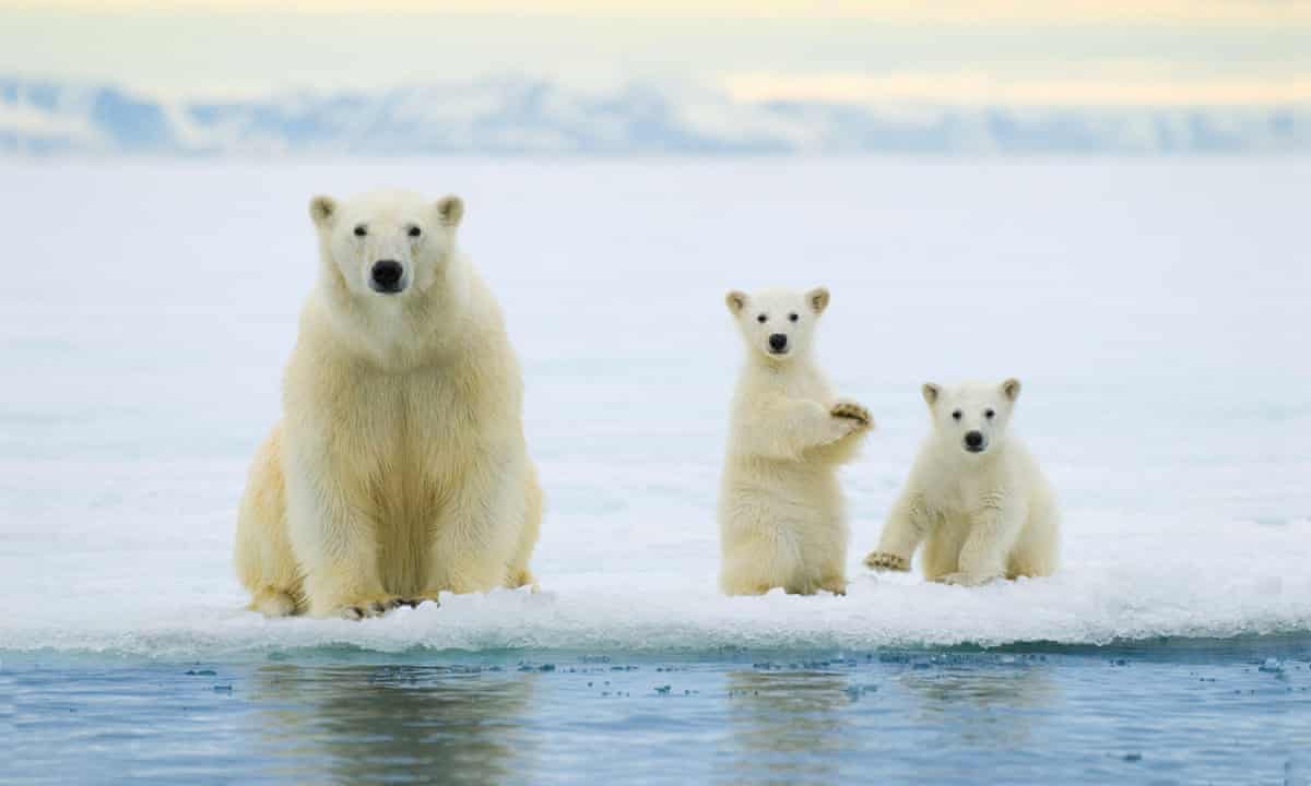 Polar bear mother (Ursus maritimus) and twin cubs of the year hunting on the pack ice, Svalbard Archipelago, Arctic Norway