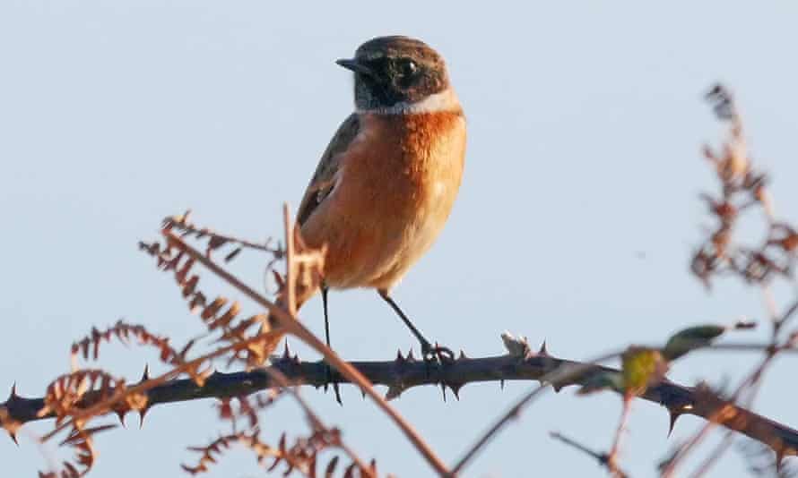 A male stonechat, perched amongst brambles and dead bracken.