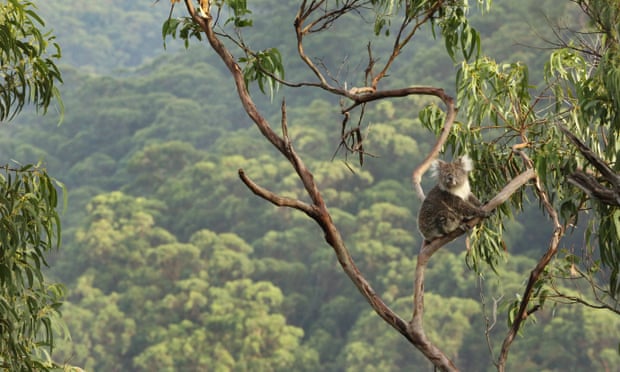 Koala up a tree with forest background