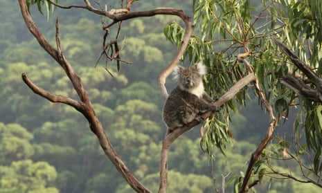 Koala up a tree with forest background.