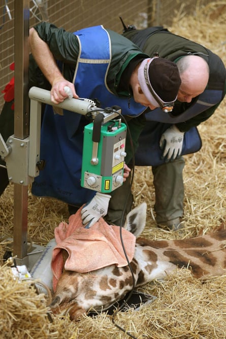 Staff take an x-ray of the giraffe’s jaw.