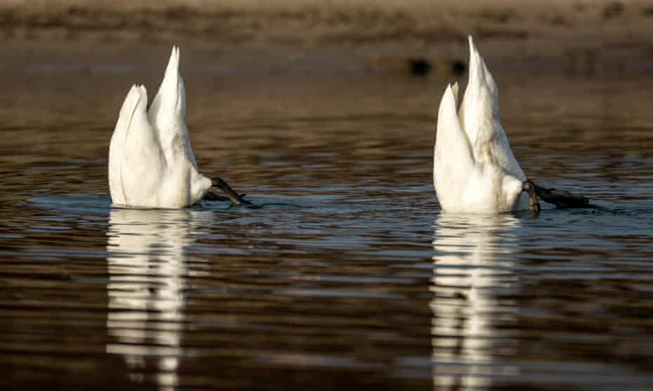 Swan couples always seem in accord - in one study they had a divorce rate of just 3%.