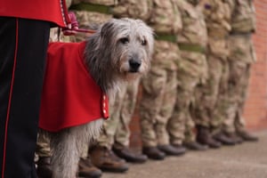 A dog wearing a red coat stands next to a line of soldiers in camouflage uniform