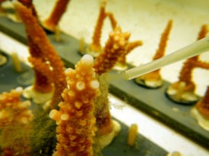 A scientist feeds coral in a lab to study the impact of multiple climate stressors on coral reef.