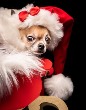 Furbabies Victorian Christmas-themed dog pageant – in pictures | Art ...