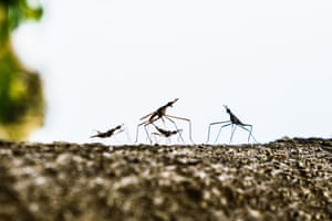 O talo da banana em acasalamento voa na casca de uma moringa podre em Tehatta, na Índia. A mosca da haste da bananeira (Neriidae) são moscas delgadas, pernaltas, aparentadas com os Micropezidae, encontradas principalmente em regiões tropicais. Neriids se reproduzem em vegetação podre, como casca de árvore em decomposição ou frutas podres. Os machos Neriid se envolvem em batalhas espetaculares por território ou acesso às fêmeas. Os rivais elevam seus corpos a uma postura quase vertical e batem um no outro com as superfícies ventrais de suas cabeças, golpeiam-se com as patas dianteiras ou tentam colocar um ao outro em uma chave de cabeça.
