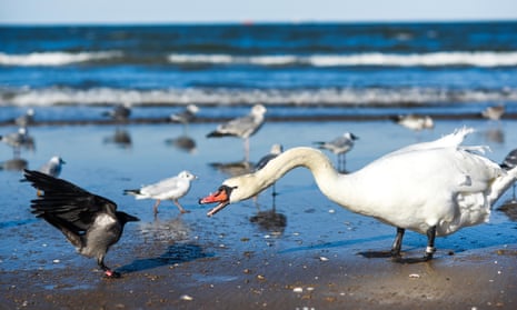 A swan on the beach fighting with crows.