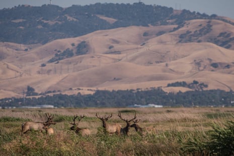california landscape with deer