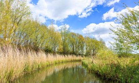 Reed beds on the River Arun, West Sussex.