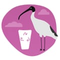 Illustration of an Australian Ibis