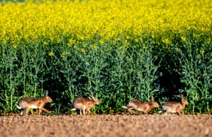 Hares run along a rape field in the outskirts of Frankfurt, Germany