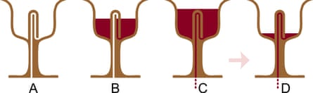 Cross section of a Pythagorean cup being filled: at B, it is possible to drink all the liquid in the cup; but at C, the siphon effect causes the cup to drain