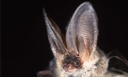 A photo of a grey long-eared bat, released by the Heritage Lottery Fund as part of a campaign to save some of the UK’s rarest species.