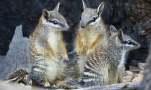 Image result for numbats