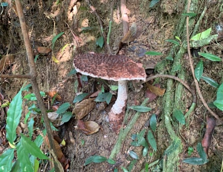 The carved mushroom has been studied closely since its rediscovery and has been genetically sequenced.