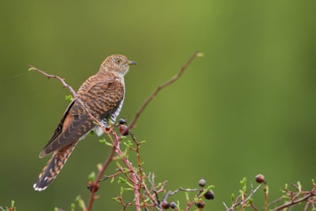 A female cuckoo.