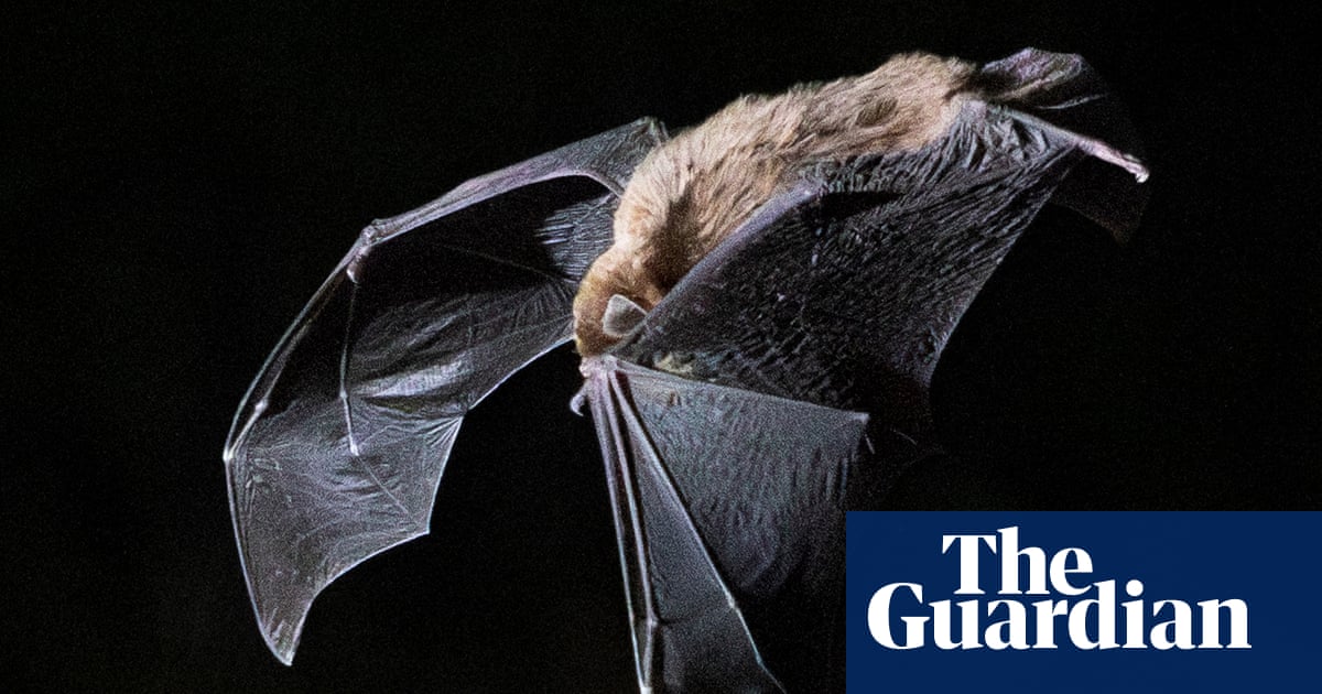 The population of an endangered Australian bat suddenly dropped by up to 16%. No one knows why