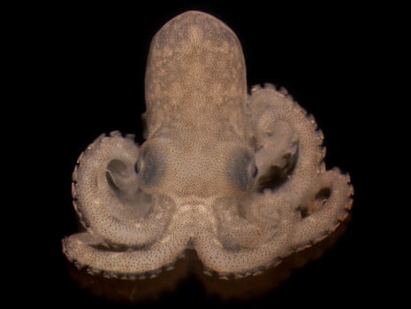 A newly hatched octopus
