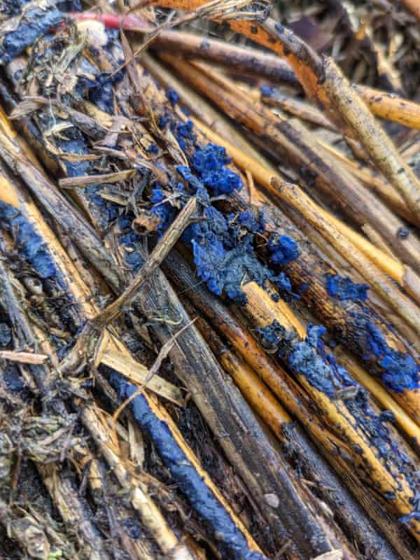 Cobalt crust on lengths of ash removed from a thatched roof.