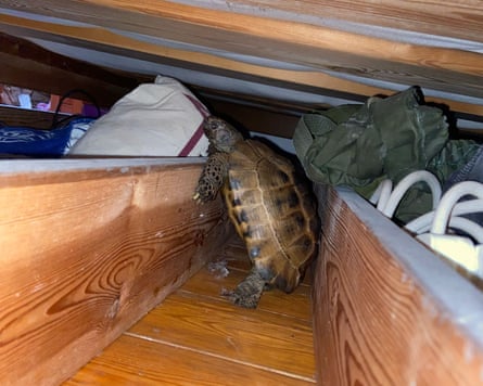 The tortoise nosing around under the bed, or in a similar storage space