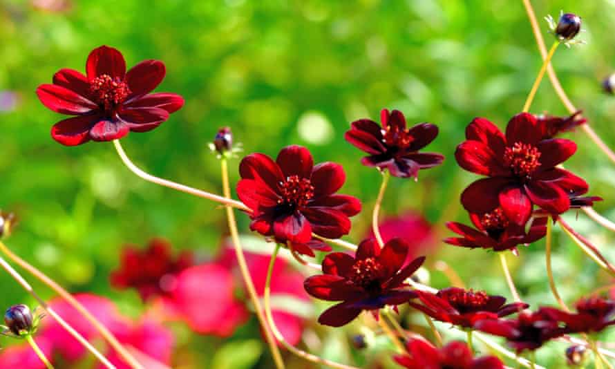 Chocolate cosmos