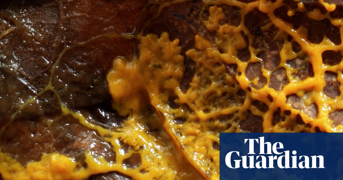 Scientists Debate Whether Slime Moulds Qualify as Intelligence, Guardian